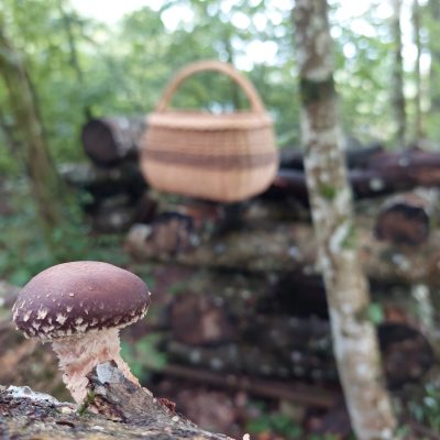 Cuture de champignons