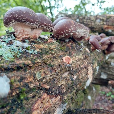 Culture sur billot de bois