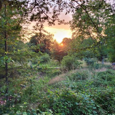 Coucher de soleil sur la forêt