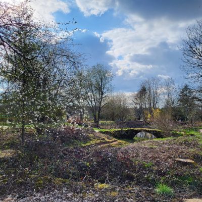 Pont dans la forêt comestible