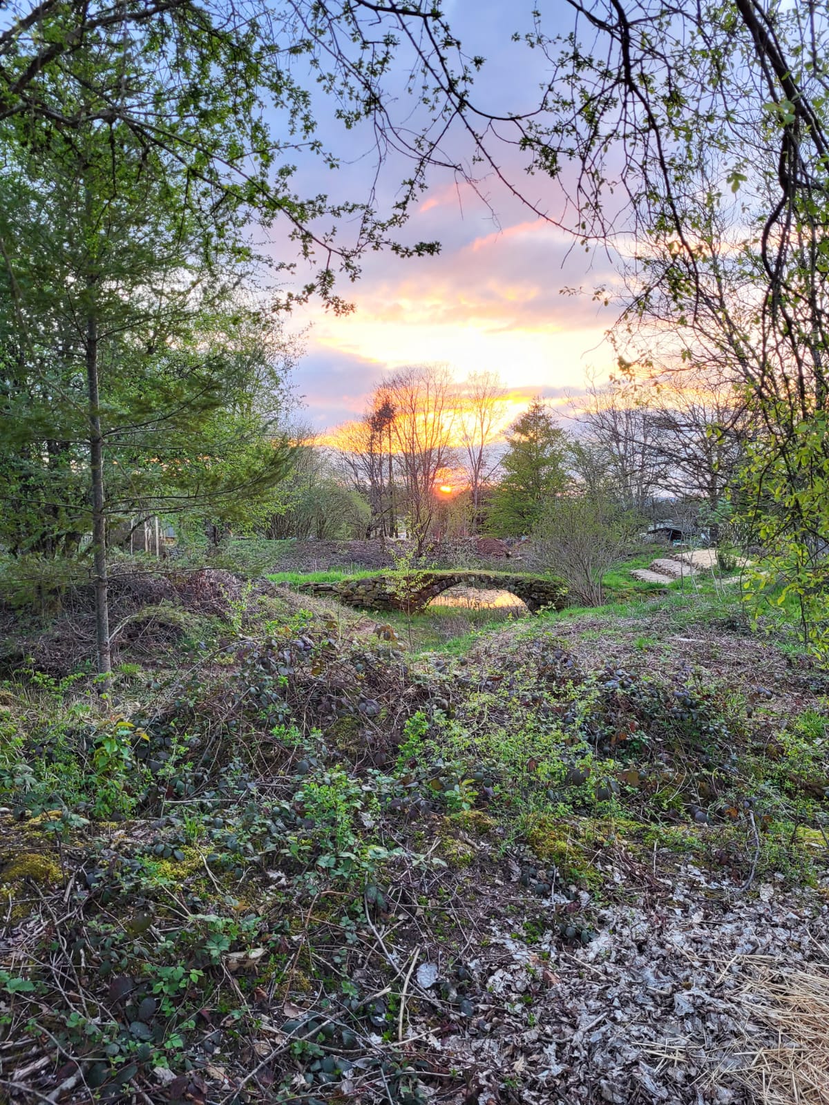 Coucher de soleil sur la forêt