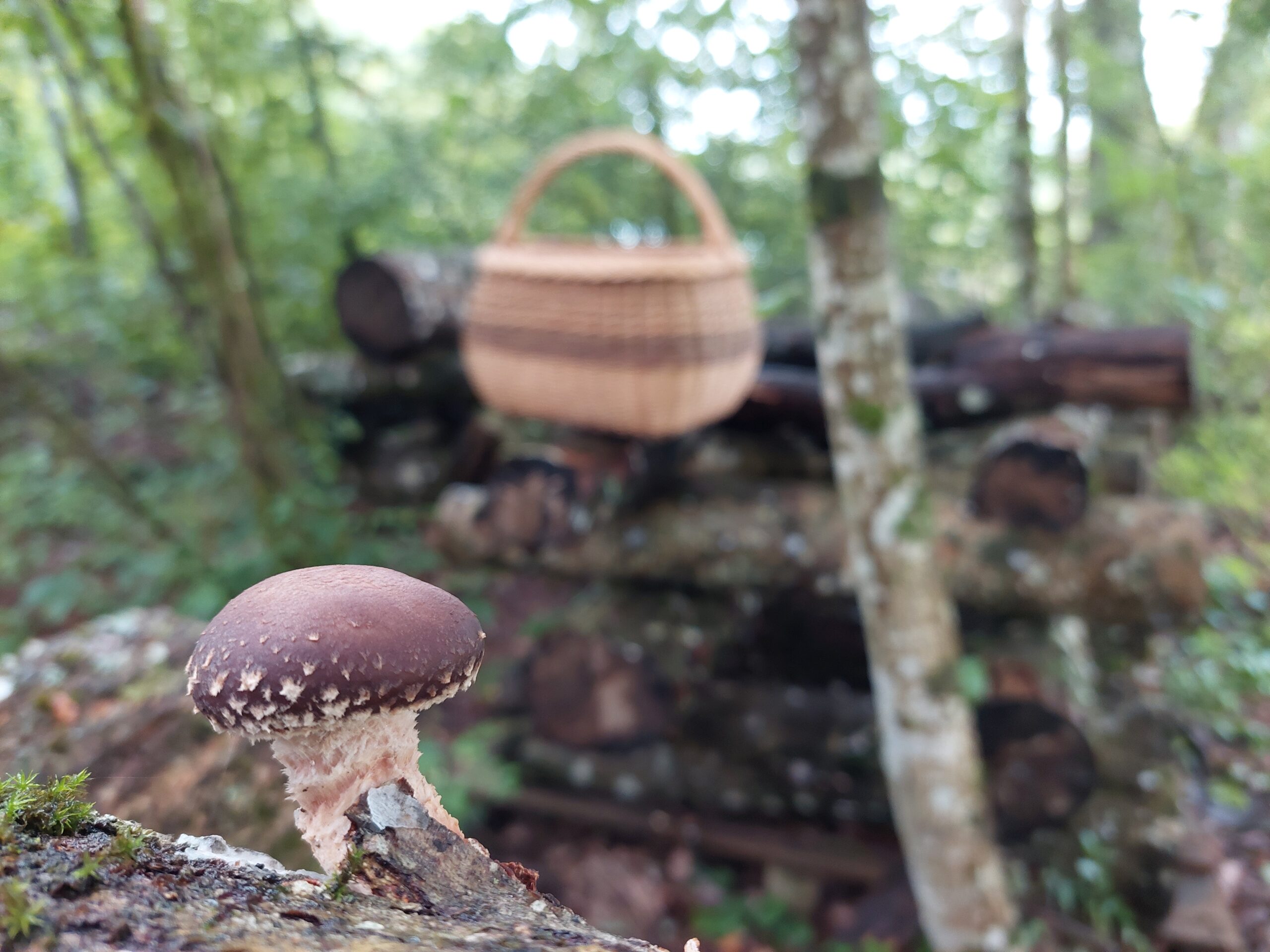 Cuture de champignons