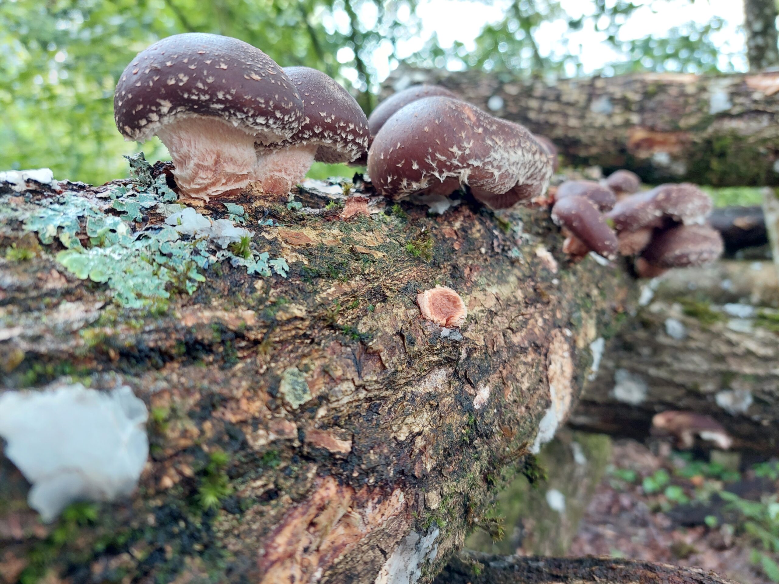 Culture sur billot de bois