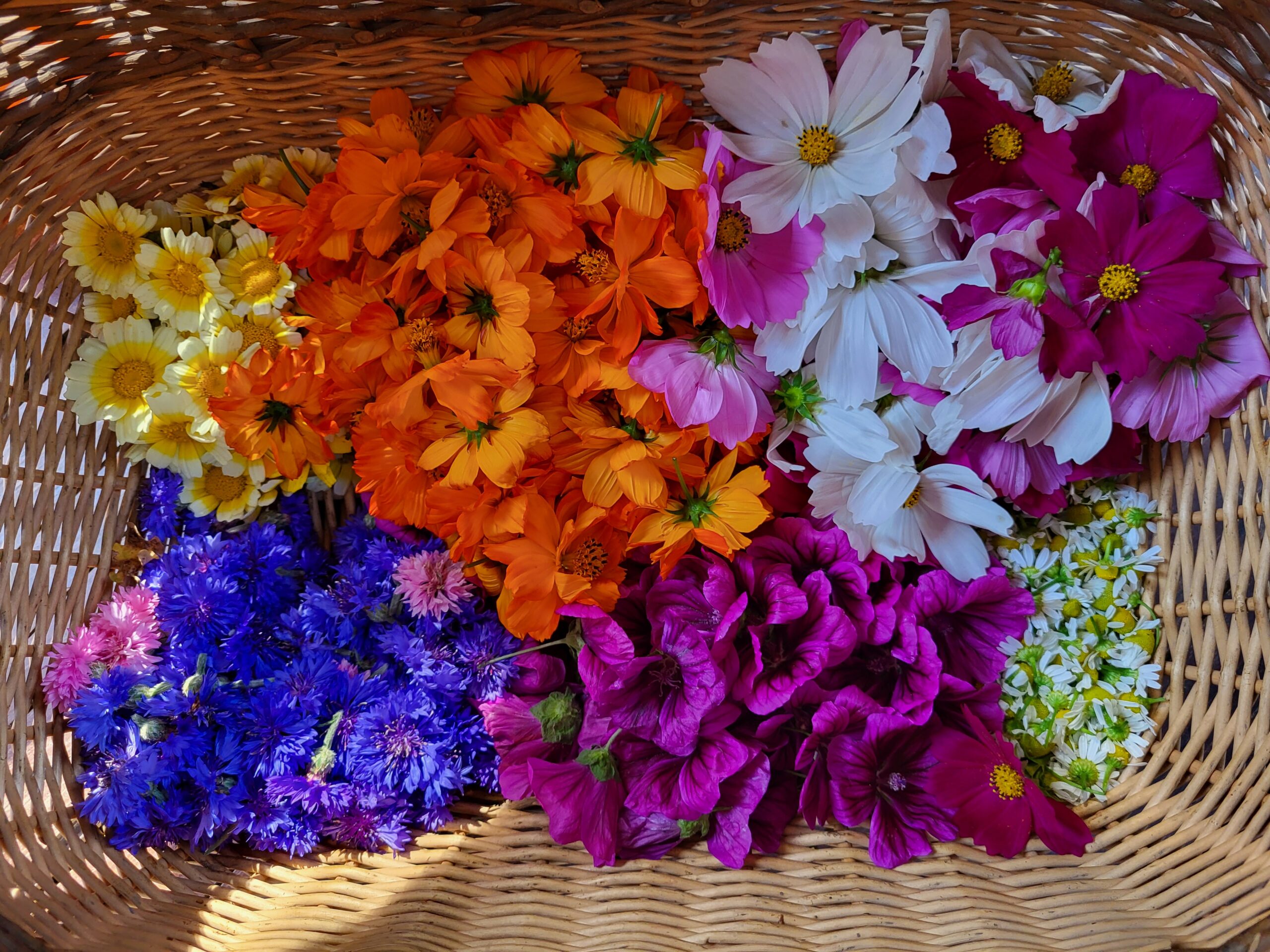 Récolte de fleurs