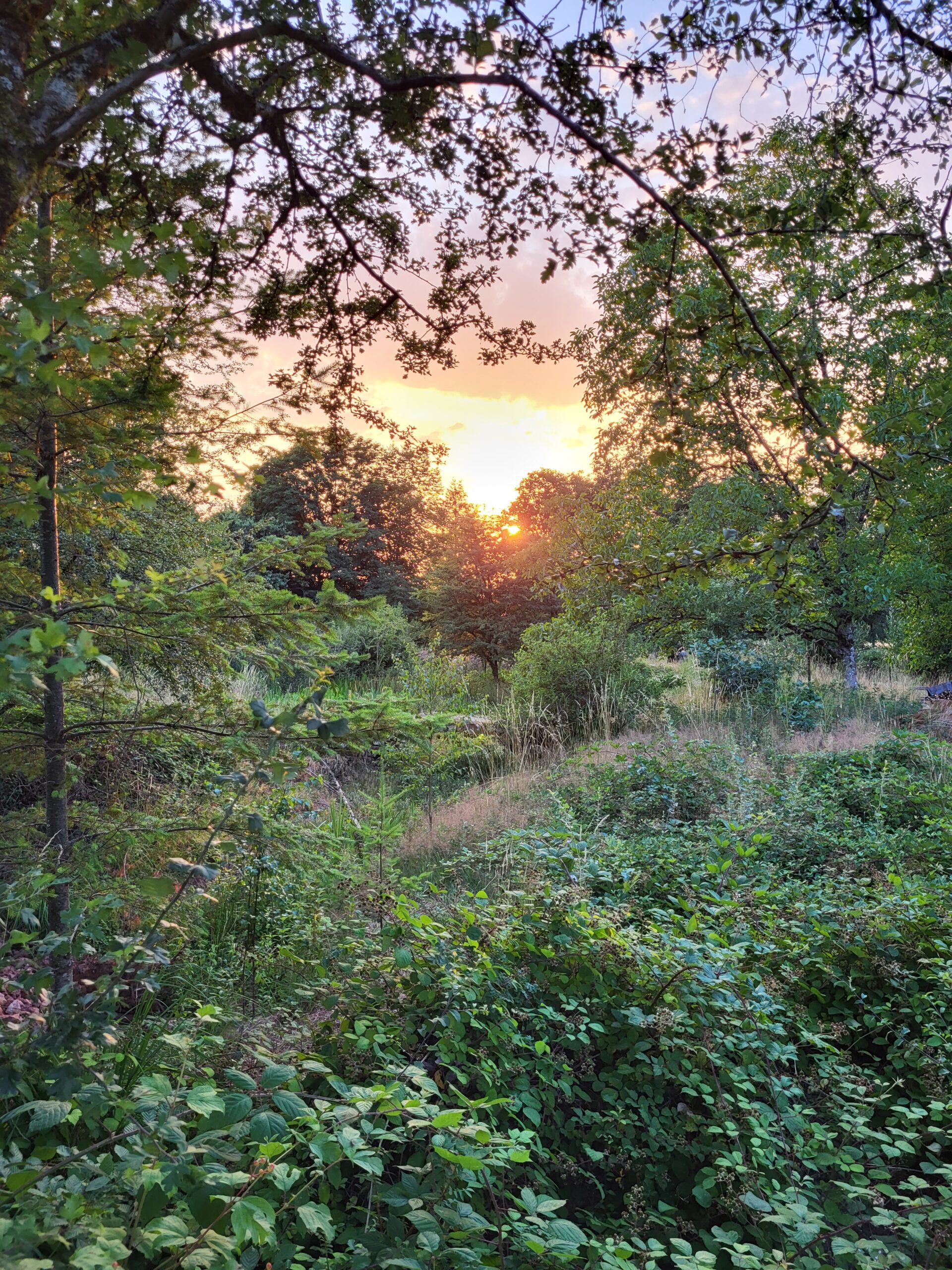 Coucher de soleil sur la forêt