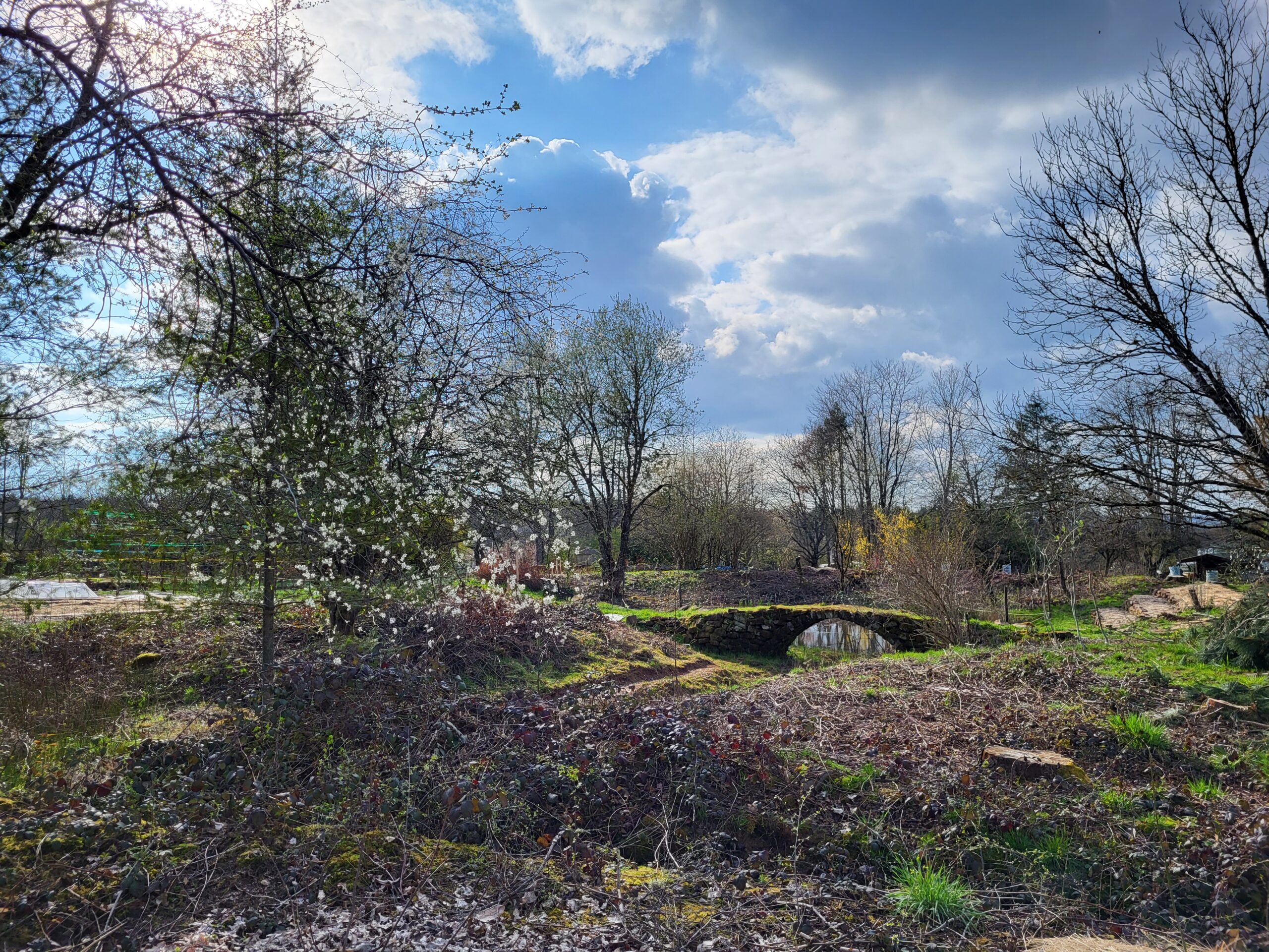 Pont dans la forêt comestible