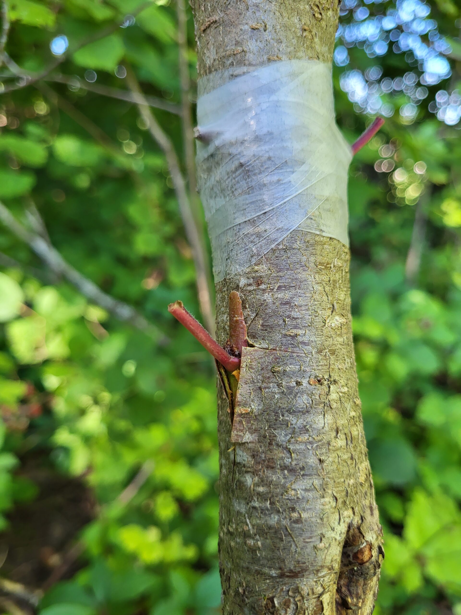 Greffe d'été en écusson