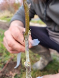 Greffe à l'anglaise